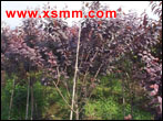 Prunus Cerasifera f.at-ropurpurea