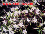 ziyecujiangcao (Oxalis violacea)